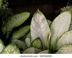 Image result for Leaves Green Bowmen