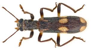 Attēlu rezultāti vaicājumam “Cleridae”