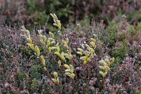 Attēlu rezultāti vaicājumam “Salix repens subsp. rosmarinifolia”