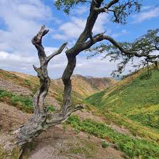 Image result for Long Mynd