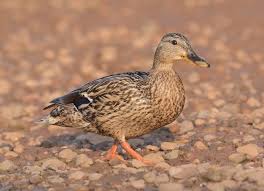 Attēlu rezultāti vaicājumam “Anas platyrhynchos”