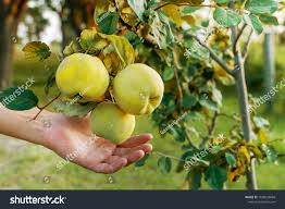 Attēlu rezultāti vaicājumam “Cydonia oblonga fruit”