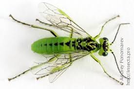 Attēlu rezultāti vaicājumam “Rhogogaster picta”