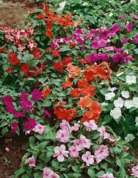 Image result for Begonia cucullata var. Hookeri