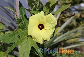 Image result for Abelmoschus moschatus