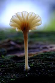 Attēlu rezultāti vaicājumam “Lichenomphalia umbellifera”
