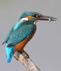 Image result for Shropshire Soaring Group