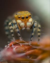 Attēlu rezultāti vaicājumam “Cribraria purpurea macro”