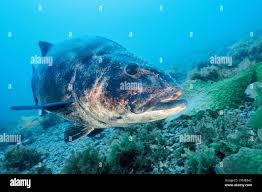 Image result for Stereolepis gigas