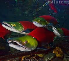 Image result for Oncorhynchus nerka