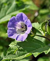 Image result for Lampionblume