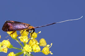 Attēlu rezultāti vaicājumam “Incurvariidae”