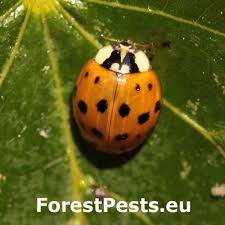 Attēlu rezultāti vaicājumam “Elasmucha grisea imago”