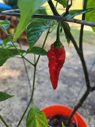 Afbeeldingsresultaat voor paper lantern hot pepper