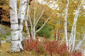 Attēlu rezultāti vaicājumam “Betula papyrifera leaf”