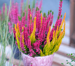 Attēlu rezultāti vaicājumam “Calluna vulgaris bud”