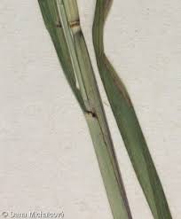 Attēlu rezultāti vaicājumam “Calamagrostis purpurea fruit”