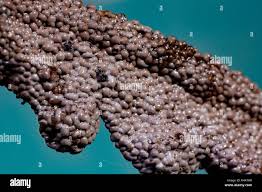 Attēlu rezultāti vaicājumam “Physarum cinereum”