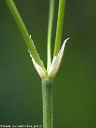 Attēlu rezultāti vaicājumam “Stellaria palustris”