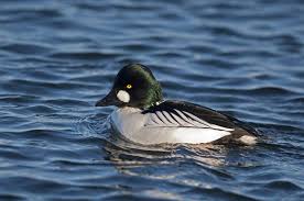 Attēlu rezultāti vaicājumam “Bucephala clangula”