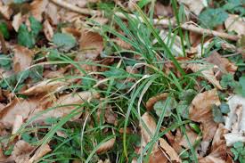 Attēlu rezultāti vaicājumam “Carex sylvatica leaf”