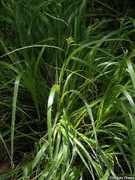 Attēlu rezultāti vaicājumam “Luzula luzuloides”