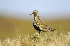 Attēlu rezultāti vaicājumam “Pluvialis apricaria”