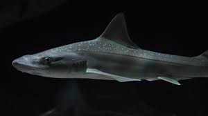Image result for Mustelus asterias