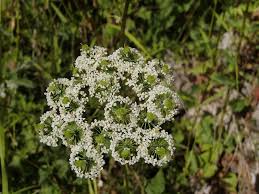 Attēlu rezultāti vaicājumam “Chaerophyllum aromaticum flower”