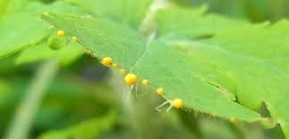 Attēlu rezultāti vaicājumam “Chelidonium majus leaf”