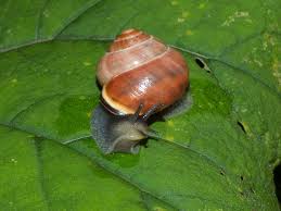 Attēlu rezultāti vaicājumam “Cepaea nemoralis”