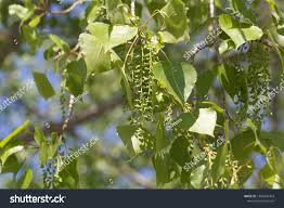 Attēlu rezultāti vaicājumam “Populus x canadensis fruit”