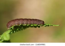 Attēlu rezultāti vaicājumam “Eupsilia transversa”