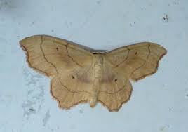 Attēlu rezultāti vaicājumam “Idaea emarginata”