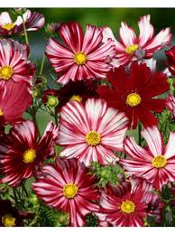 Image result for Schmuckkörbchen