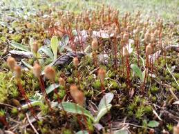 Attēlu rezultāti vaicājumam “Bryum neodamense macro”