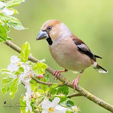 Attēlu rezultāti vaicājumam “Coccothraustes coccothraustes”