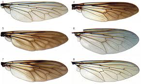 Attēlu rezultāti vaicājumam “Choerades sp.”