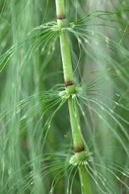 Attēlu rezultāti vaicājumam “Equisetum telmateia”