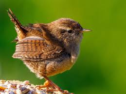 Attēlu rezultāti vaicājumam “Troglodytes troglodytes”