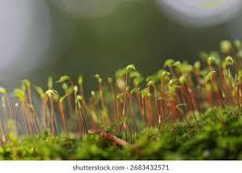 Attēlu rezultāti vaicājumam “Pohlia nutans”