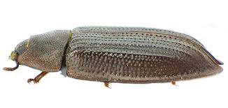 Attēlu rezultāti vaicājumam “Ostoma ferruginea”