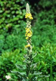 Attēlu rezultāti vaicājumam “Verbascum thapsus fruit”