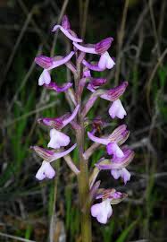 Attēlu rezultāti vaicājumam “Orchis morio”