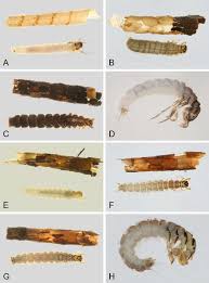 Attēlu rezultāti vaicājumam “Phryganeidae”