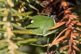 Attēlu rezultāti vaicājumam “Chlorochroa juniperina”