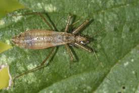 Attēlu rezultāti vaicājumam “Nabis limbatus”