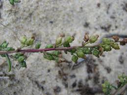Attēlu rezultāti vaicājumam “Artemisia campestris bud”