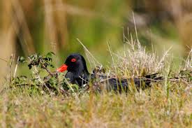 Attēlu rezultāti vaicājumam “Haematopus ostralegus”