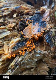 Attēlu rezultāti vaicājumam “Hemitrichia decipiens”